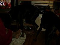 aut_2385