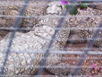 phto0095.jpg